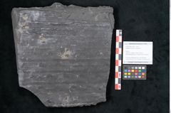 Foto (Objekt + Etikett) von Sigillaria reniformis Brongniart (NHMW-GEO-2024-0188-11086)